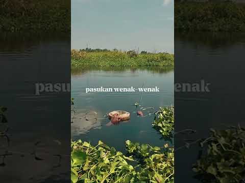 Mancing mancing mania #shorts #clips #mancing #mania
