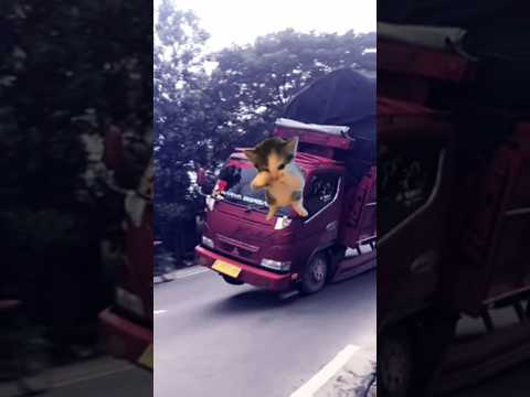 JJ KICAU KICAU MANIA VERSI KUMPULAN TRUCK OLENG PARAH #shorts #trending #trukoleng