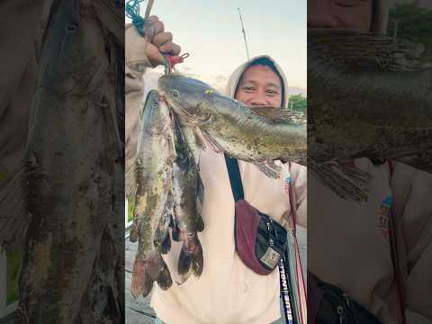 sungai brantas kediri ikan baungnya masih melimpah juga🙏🐋 #fishing #mancing #mamcingliar #fy #fish