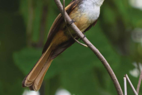 spesies-baru-burung-di-pulau-babar-punya-suara-yang-menyenangkan,-namanya-rhipidura-laguceria
