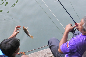 umpan-air-tawar-:-racikan-umpan-djempol-premium-amis-untuk-ikan-mas-lomba