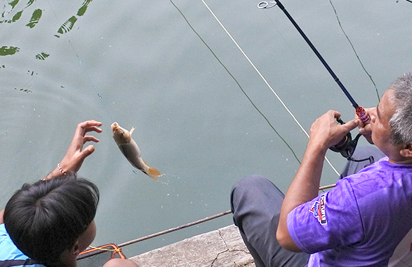 umpan-air-tawar-:-racikan-umpan-djempol-premium-amis-untuk-ikan-mas-lomba