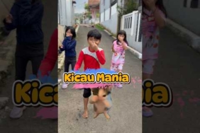 Kicau Mania #shorts