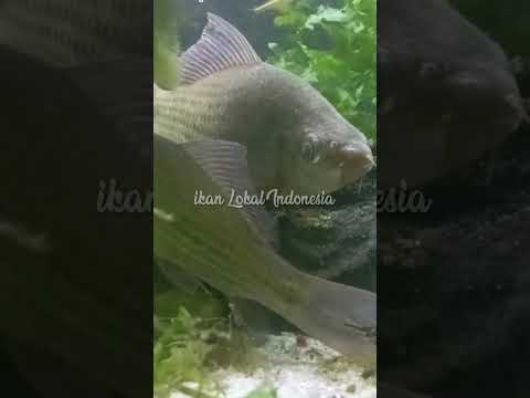 rata rata besar maksimal ikan nilem