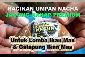 kabarmancing-channel-:-racikan-umpan-‘nacha’-untuk-lomba-mas-&-galapung