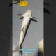 Mancing Mania Mantap Lemon Fish