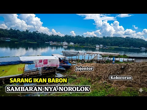 BANYAK IKAN BESAR DI SPOT INI || SPOT MEWAH IKAN MELIMPAH #mancing mania#mancing saguling terbaru