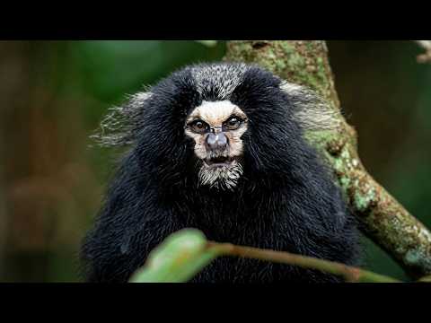 The Most Bizarre Animals in the Brazilian Jungle