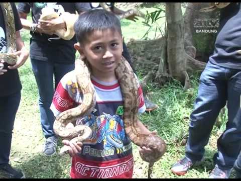 Liputan Panorama ANTV: Komunitas Reptil Bandung