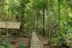 324-spesies-fauna-bertahan-di-taman-nasional-kutai,-bukti-hutan-penting-bagi-kehidupan