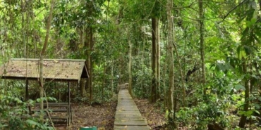 324-spesies-fauna-bertahan-di-taman-nasional-kutai,-bukti-hutan-penting-bagi-kehidupan