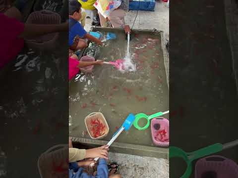 Mancing mania
