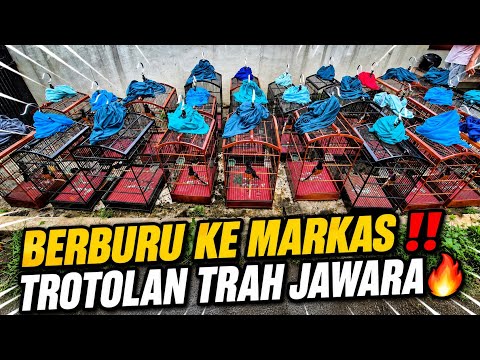 BERBURU KE MARKAS MURAI TROTOL PROSPEK LAYAK NASIONAL‼️ HARGA MURAH DI BANTEN 🔥