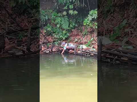 mancing mancing mania#music #trending #fyp