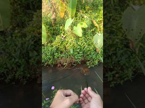 mancing mania #microfishing #mancingwader