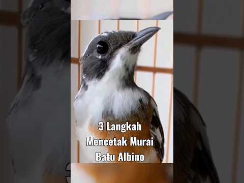3 langkah mencetak murai batu Albino