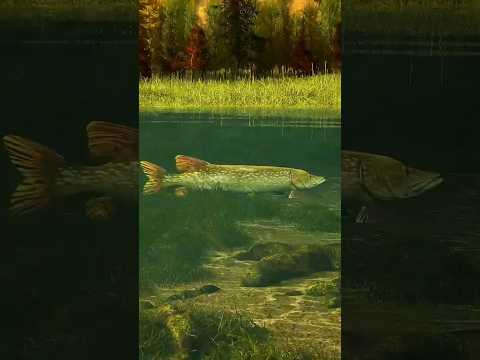 mancing mania