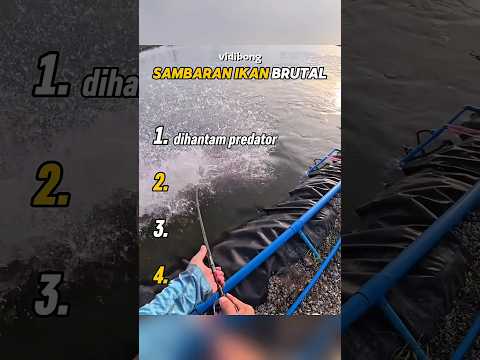 top 4 sambaran ikan paling brutal part2 ☠️