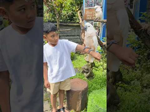 Kicau kicau – Kicau Mania #kicaumania#badut#kicaumanianusantara#joget#funny#dance#viral#virals#virus