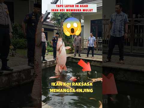 ⚠️‼️ikan koi memangsa hewan peliharaan 😱 #shoct #shorts