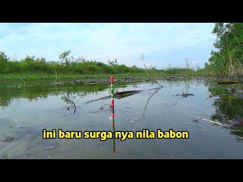Penuh Ketegangan!! Mancing nila babon di spot yang tak pernah terjamah manusia
