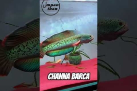 Kalau bisa mancing ikan channa langsung di habitat aslinya, kamu pilih jenis yang mana
