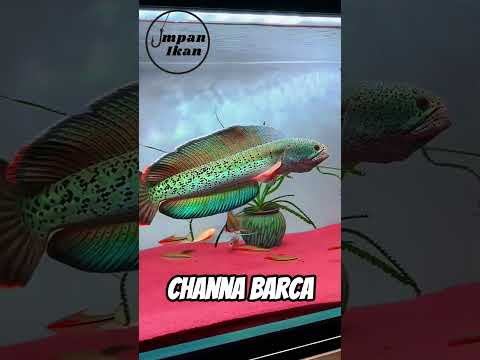Kalau bisa mancing ikan channa langsung di habitat aslinya, kamu pilih jenis yang mana