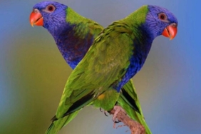 seabad-dinyatakan-‘lenyap’,-burung-endemik-berdahi-biru-ini-akhirnya-muncul-lagi