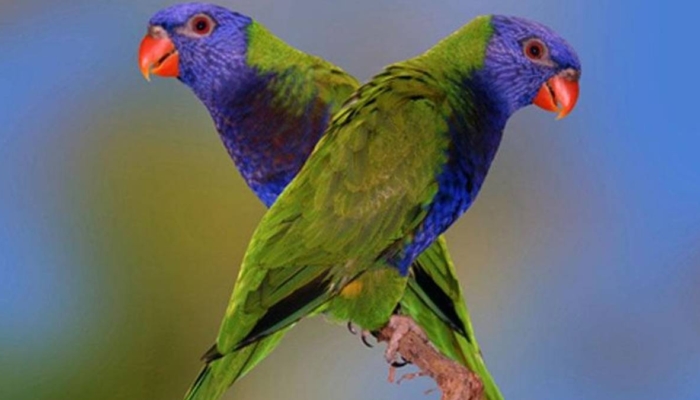 seabad-dinyatakan-‘lenyap’,-burung-endemik-berdahi-biru-ini-akhirnya-muncul-lagi