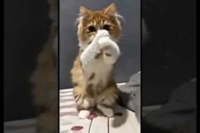 DJ KICAU KICAU KICAU MANIA SLOW VIRAL TIKTOK TERBARU 2026