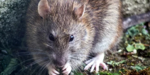 Pengalaman Pahit Hidup dengan Harga Murah: Saat Rumah Tua Menjadi Sarang Tikus
