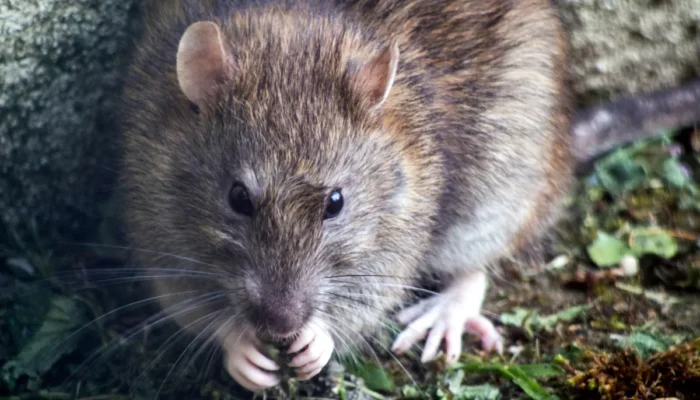 pengalaman-pahit-hidup-dengan-harga-murah:-saat-rumah-tua-menjadi-sarang-tikus