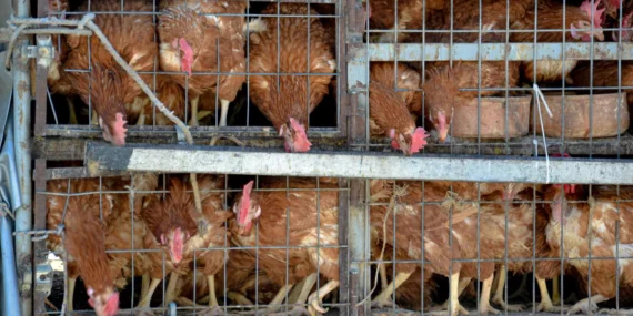 Rumah Saya Perlahan Kehilangan Rasa Nyaman Akibat Kandang Ayam yang Datang Belakangan
