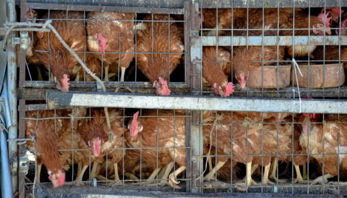 rumah-saya-perlahan-kehilangan-rasa-nyaman-akibat-kandang-ayam-yang-datang-belakangan