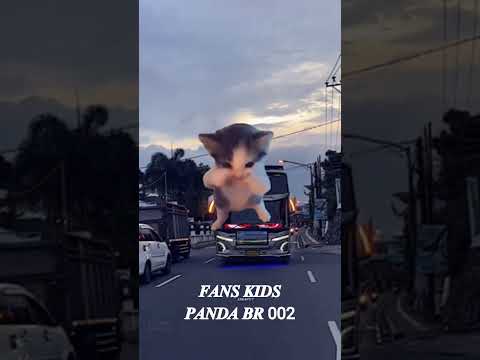 (JJ KICAU-KICAU MANIA)BUS KIDS PANDA x DEWA MAHESA x BLACK MARLIN 🎉🎉🎉#fyp#jetbus#viral#viralvideo
