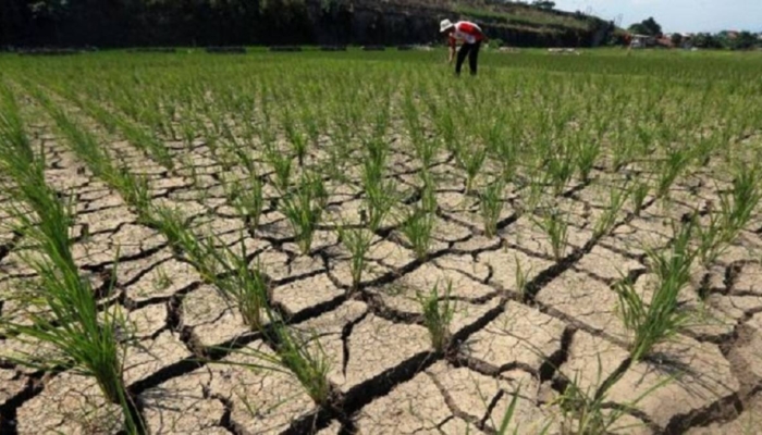 tenang,-brin-bilang-el-nino-2026-bukan-‘godzilla’,-meski-kemaraunya-tetap-panjang
