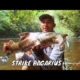 Menaklukkan Perlawanan Predator Sungai Mandai | MANCING MANIA STRIKE BACK (25/04/26) Part 2