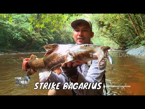 Menaklukkan Perlawanan Predator Sungai Mandai | MANCING MANIA STRIKE BACK (25/04/26) Part 2