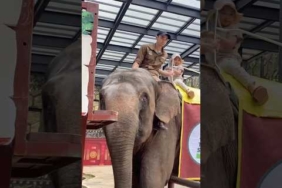 Kicau kicau – Kicau Mania #kicaumania#badut#kicaumanianusantara#joget#funny#dance#viral#virals#virus