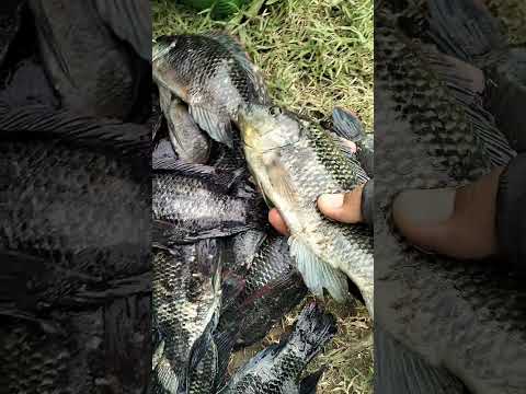 Mujaer lokal ( cepret ). Tambak Tlocor sidoarjo jawa timur. Pulo dem.#mancing #fishing #mancingjaer