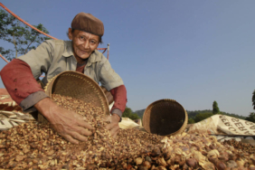 petani-padang-pariaman-akali-cuaca-ekstrem-lewat-pola-tanam-berlapis,-bagaimana-caranya?