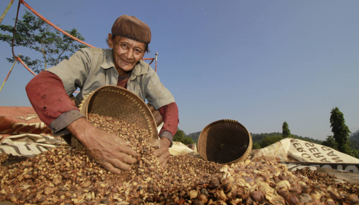 petani-padang-pariaman-akali-cuaca-ekstrem-lewat-pola-tanam-berlapis,-bagaimana-caranya?