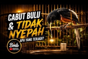 Di Jemur Cabul, Tapi Gak Mau Nyepah || Bengkel Murai Batu