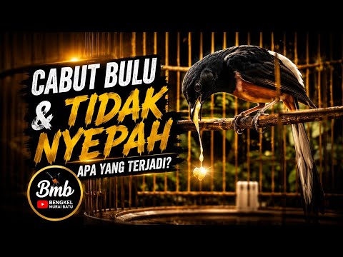 Di Jemur Cabul, Tapi Gak Mau Nyepah || Bengkel Murai Batu