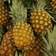 6-alasan-rajin-makan-nanas:-buah-segar-dengan-banyak-manfaat