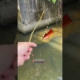spot baru umpan racikan apakah gacor ketua ? #fishing #mancing #ikan #mancingmania #shorts