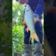 gk sia sia ganti senar yang lebih besar #mancing #mania