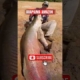 IKAN MONSTER INI TARGET PARA MANCING MANIA😍
