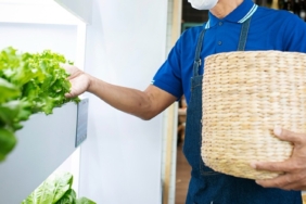 peluang-bisnis-bibit-sayur-ke-luar-kota