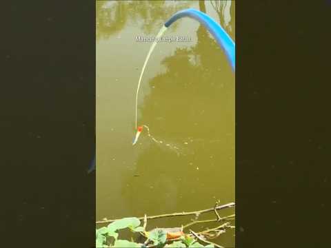 Suaranya Bikin Nagih #fishing #mancing #mancingmania #mancingtanpabatas #mancingikan